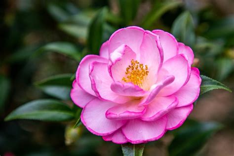 The Enchanting Beauty of October: Unveiling the Blush Puzzlement of Camellia Blossoms